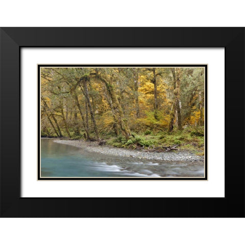 Washington Quinault River in the Olympic NP Black Modern Wood Framed Art Print with Double Matting by Paulson, Don