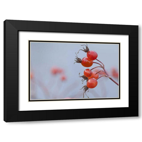 Washington, Seabeck Wild rose hips in winter Black Modern Wood Framed Art Print with Double Matting by Paulson, Don