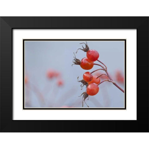 Washington, Seabeck Wild rose hips in winter Black Modern Wood Framed Art Print with Double Matting by Paulson, Don