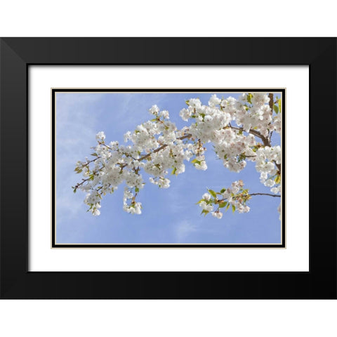 Washington, Seabeck Cherry blossoms Black Modern Wood Framed Art Print with Double Matting by Paulson, Don