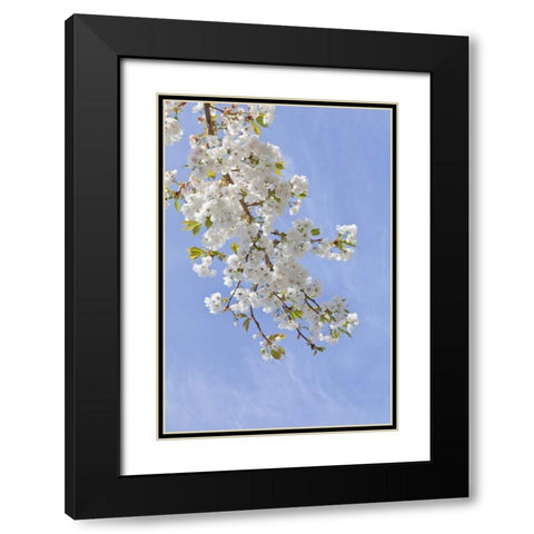 Washington, Seabeck Cherry blossoms Black Modern Wood Framed Art Print with Double Matting by Paulson, Don
