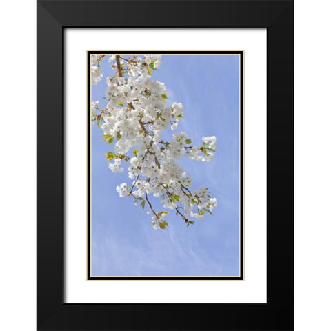 Washington, Seabeck Cherry blossoms Black Modern Wood Framed Art Print with Double Matting by Paulson, Don