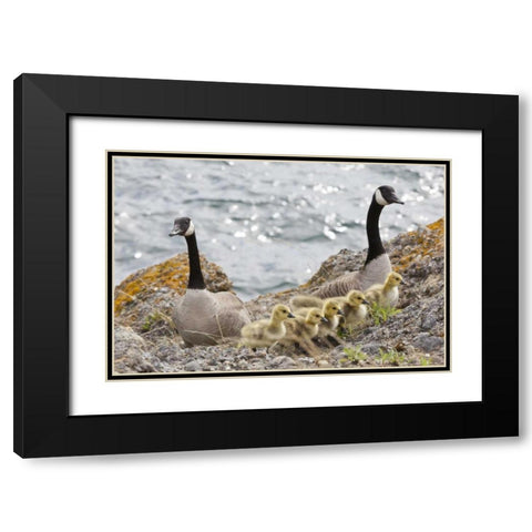 WA, San Juans Canada geese with goslings Black Modern Wood Framed Art Print with Double Matting by Paulson, Don