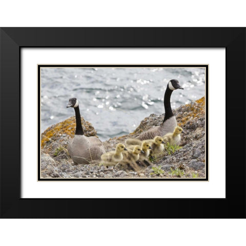 WA, San Juans Canada geese with goslings Black Modern Wood Framed Art Print with Double Matting by Paulson, Don