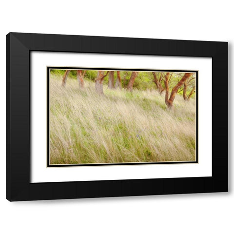 Washington, San Juans Grasses and madrone trees Black Modern Wood Framed Art Print with Double Matting by Paulson, Don
