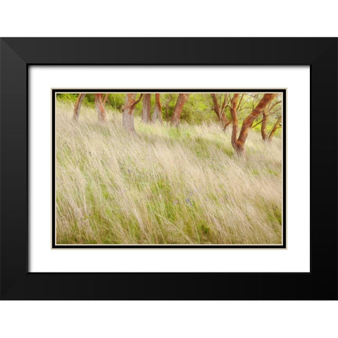 Washington, San Juans Grasses and madrone trees Black Modern Wood Framed Art Print with Double Matting by Paulson, Don