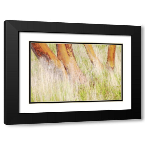 Washington, San Juans Grasses and madrone trees Black Modern Wood Framed Art Print with Double Matting by Paulson, Don