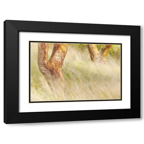 Washington, San Juans Grasses and madrone trees Black Modern Wood Framed Art Print with Double Matting by Paulson, Don