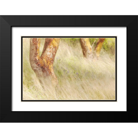 Washington, San Juans Grasses and madrone trees Black Modern Wood Framed Art Print with Double Matting by Paulson, Don