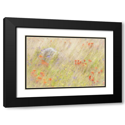 WA, San Juans Field of flowers and grasses Black Modern Wood Framed Art Print with Double Matting by Paulson, Don