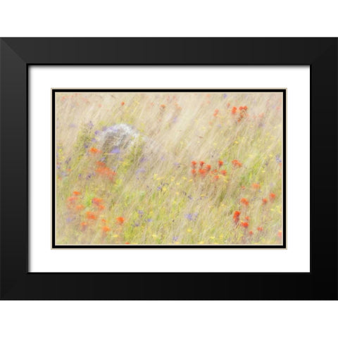 WA, San Juans Field of flowers and grasses Black Modern Wood Framed Art Print with Double Matting by Paulson, Don