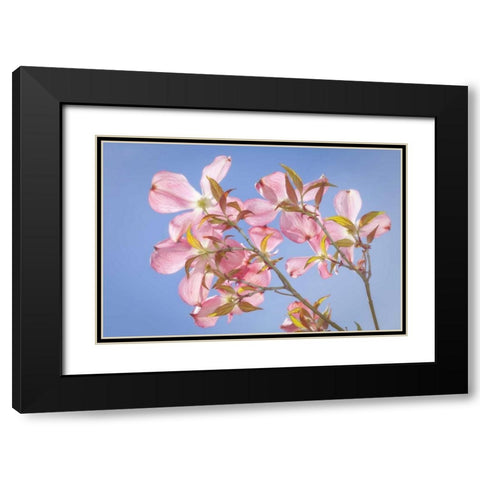 WA, Seabeck Pink dogwood blossoms against sky Black Modern Wood Framed Art Print with Double Matting by Paulson, Don