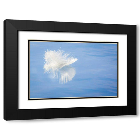 WA, Seabeck White feather reflects on water Black Modern Wood Framed Art Print with Double Matting by Paulson, Don