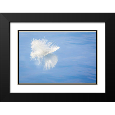 WA, Seabeck White feather reflects on water Black Modern Wood Framed Art Print with Double Matting by Paulson, Don