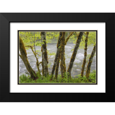 WA, Cascade Mts Beckler River through Maples Black Modern Wood Framed Art Print with Double Matting by Paulson, Don