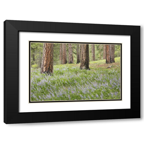 Washington, Leavenworth Forest and lupines Black Modern Wood Framed Art Print with Double Matting by Paulson, Don