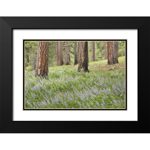 Washington, Leavenworth Forest and lupines Black Modern Wood Framed Art Print with Double Matting by Paulson, Don