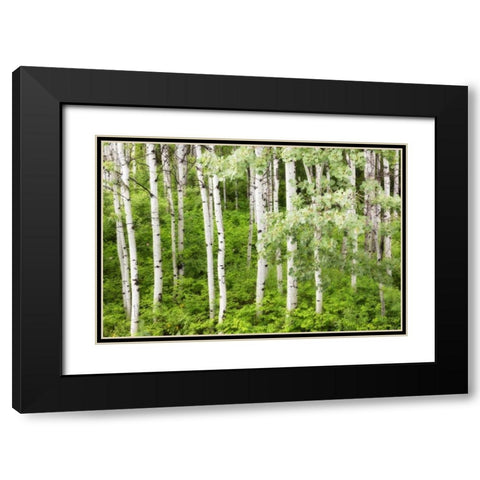 WA, Leavenworth Stand of aspen trees in forest Black Modern Wood Framed Art Print with Double Matting by Paulson, Don