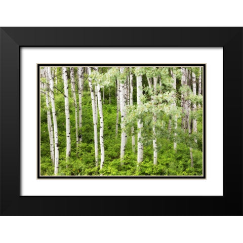 WA, Leavenworth Stand of aspen trees in forest Black Modern Wood Framed Art Print with Double Matting by Paulson, Don