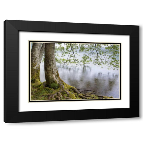 WA, Olympic NP Alders overhanging Lake Crescent Black Modern Wood Framed Art Print with Double Matting by Paulson, Don