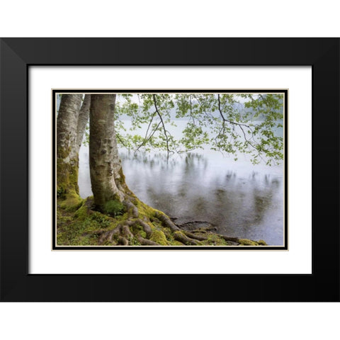 WA, Olympic NP Alders overhanging Lake Crescent Black Modern Wood Framed Art Print with Double Matting by Paulson, Don