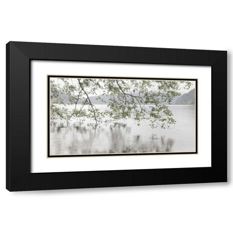 WA, Olympic NP Alders overhanging Lake Crescent Black Modern Wood Framed Art Print with Double Matting by Paulson, Don