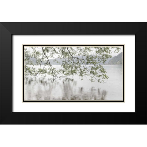 WA, Olympic NP Alders overhanging Lake Crescent Black Modern Wood Framed Art Print with Double Matting by Paulson, Don