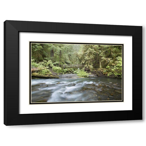 WA, Olympic NP Barnes Creek flows through forest Black Modern Wood Framed Art Print with Double Matting by Paulson, Don