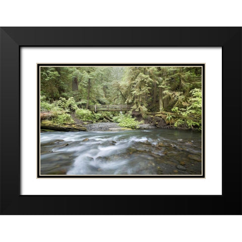 WA, Olympic NP Barnes Creek flows through forest Black Modern Wood Framed Art Print with Double Matting by Paulson, Don