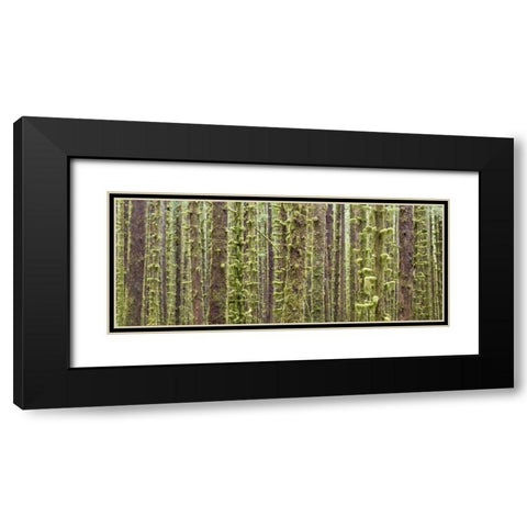 WA, Olympic NP Trees in Hoh River Rainforest Black Modern Wood Framed Art Print with Double Matting by Paulson, Don
