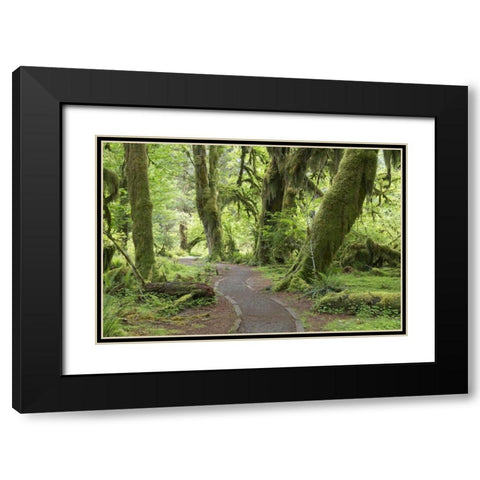 WA, Olympic NP Hall of Mosses Trail Black Modern Wood Framed Art Print with Double Matting by Paulson, Don