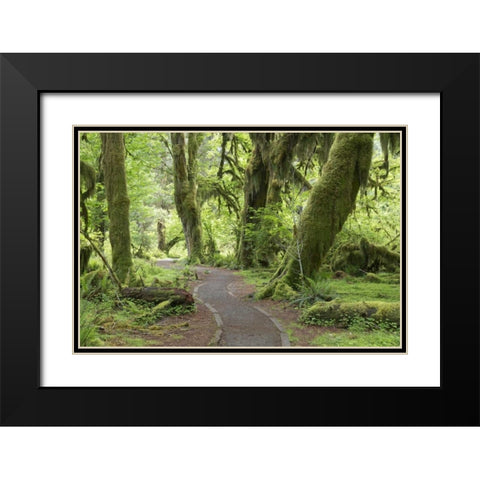WA, Olympic NP Hall of Mosses Trail Black Modern Wood Framed Art Print with Double Matting by Paulson, Don