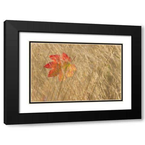 WA, Seabeck Vine maple leaf caught in fall grass Black Modern Wood Framed Art Print with Double Matting by Paulson, Don