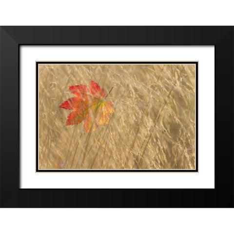 WA, Seabeck Vine maple leaf caught in fall grass Black Modern Wood Framed Art Print with Double Matting by Paulson, Don
