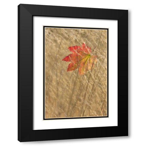 WA, Seabeck Vine maple leaf caught in fall grass Black Modern Wood Framed Art Print with Double Matting by Paulson, Don