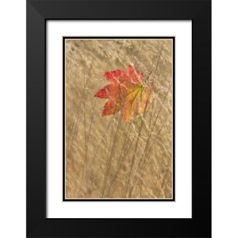WA, Seabeck Vine maple leaf caught in fall grass Black Modern Wood Framed Art Print with Double Matting by Paulson, Don