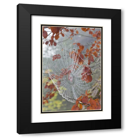 Washington, Seabeck Dew on spider web in tree Black Modern Wood Framed Art Print with Double Matting by Paulson, Don