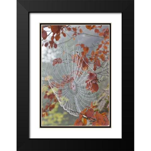Washington, Seabeck Dew on spider web in tree Black Modern Wood Framed Art Print with Double Matting by Paulson, Don