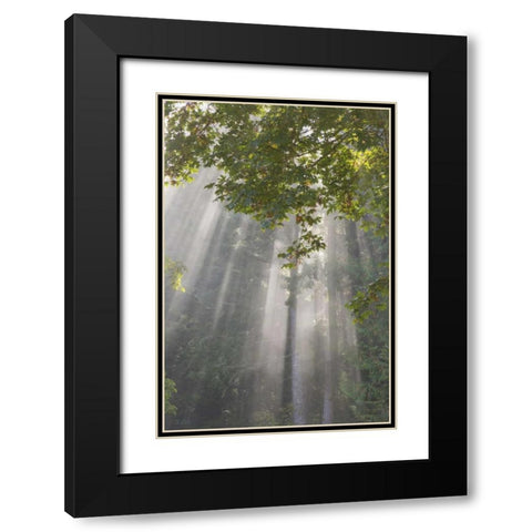 WA, Seabeck Morning sun through foggy trees Black Modern Wood Framed Art Print with Double Matting by Paulson, Don