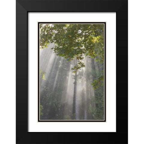 WA, Seabeck Morning sun through foggy trees Black Modern Wood Framed Art Print with Double Matting by Paulson, Don