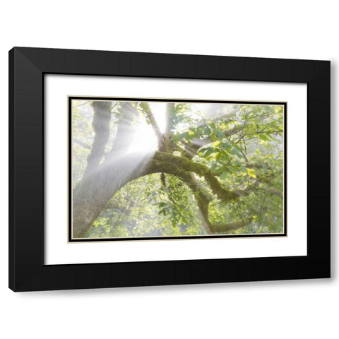 WA, Seabeck Morning sun through foggy trees Black Modern Wood Framed Art Print with Double Matting by Paulson, Don
