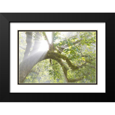 WA, Seabeck Morning sun through foggy trees Black Modern Wood Framed Art Print with Double Matting by Paulson, Don