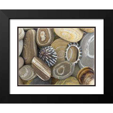 Washington, Seabeck Beach stones and shells Black Modern Wood Framed Art Print with Double Matting by Paulson, Don