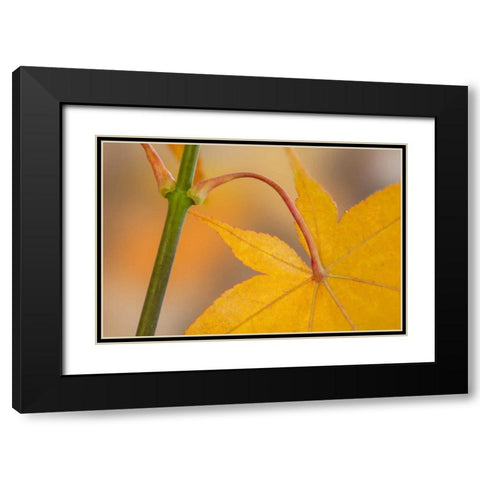 Washington, Seabeck Maple leaf in autumn color Black Modern Wood Framed Art Print with Double Matting by Paulson, Don