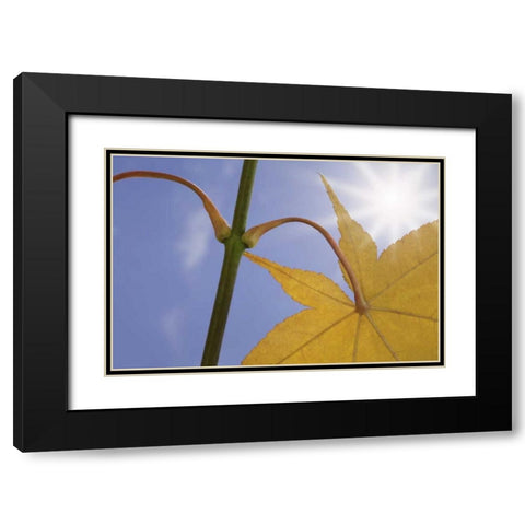Washington, Seabeck Maple leaf in autumn color Black Modern Wood Framed Art Print with Double Matting by Paulson, Don