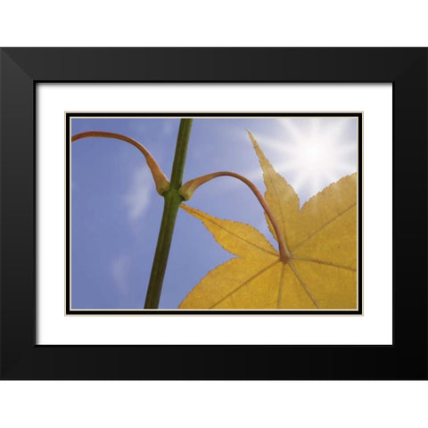 Washington, Seabeck Maple leaf in autumn color Black Modern Wood Framed Art Print with Double Matting by Paulson, Don