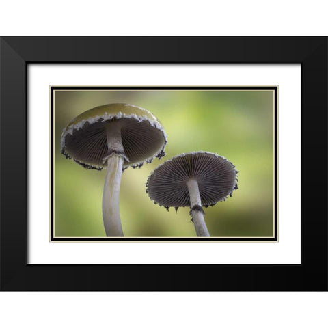 Washington, Seabeck Underside of mushrooms Black Modern Wood Framed Art Print with Double Matting by Paulson, Don