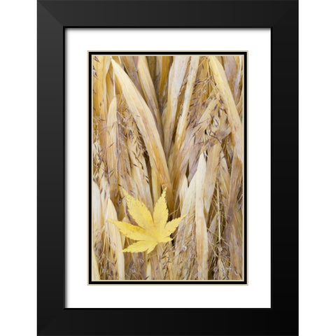 WA, Seabeck Maple leaf on Japanese forest grass Black Modern Wood Framed Art Print with Double Matting by Paulson, Don