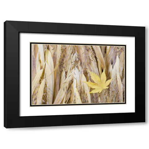 WA, Seabeck Maple leaf on Japanese forest grass Black Modern Wood Framed Art Print with Double Matting by Paulson, Don