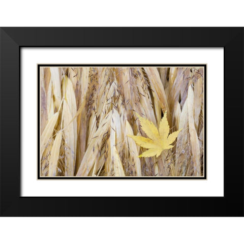 WA, Seabeck Maple leaf on Japanese forest grass Black Modern Wood Framed Art Print with Double Matting by Paulson, Don